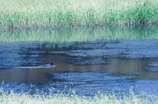 Water Fowl Foraging On Dam Bottom