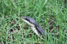 Western Rat Snake Close-up