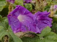 Wet Morning Glory Flower