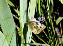 White Checkered Butterfly In Grass