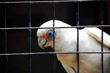 White Cockatoo In Captivity