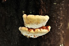 White Cupped Fungus On Tree