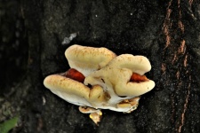 White Fungus On Tree