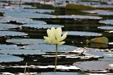 White Lotus Flower And Lily Pads