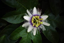 White Passion Fruit Flower