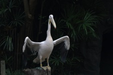 White Pelican With Wings Raised