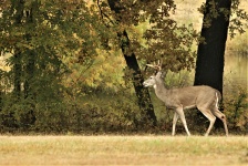 White-tail Buck At Pond Background