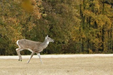 White-tail Deer Running Background