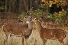 White-tail Doe And Fawn In Fall