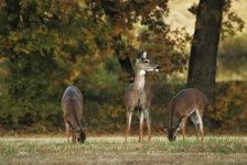 White-tail Doe And Fawns In Fall