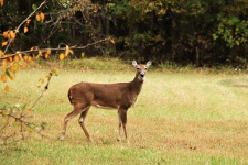 White-tail Doe In Fall