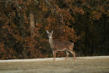 White-tail Doe On A Fall Morning