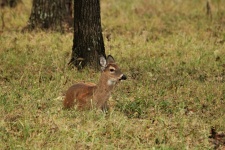 White-tail Fawn Lying In Grass