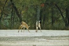 White-tail Fawns Playing In Fall