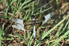 Widow Skimmer Dragonfly In Grass