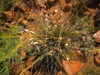 Wild Grass Resembling Gold Ribbon