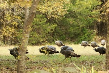 Wild Turkey In The Woods In Fall