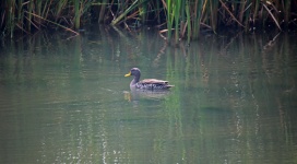 Yellow Billed Duck In Water