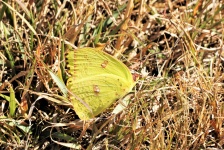 Yellow Butterfly In Grass