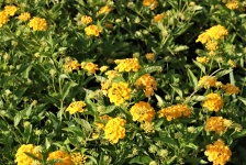 Yellow Lantana Flowers Full Frame