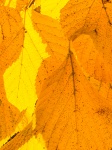 Yellow Leaves Background
