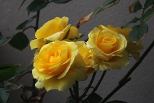 Yellow Roses On A Bush