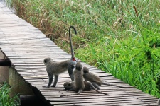 Young Baboon With Adult Male