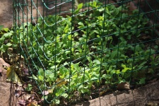 Young Seedling Inside Fencing