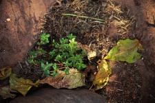 Young Thyme Plant In Herb Garden