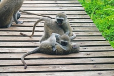 Young Vervet Monkeys Cavorting