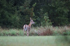 Young White-tail Buck In Field