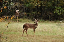 Young White-tailed Deer In Fall 2