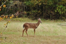 Young White-tailed Deer In Fall
