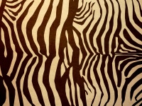 Zebra Stripes Vintage Background
