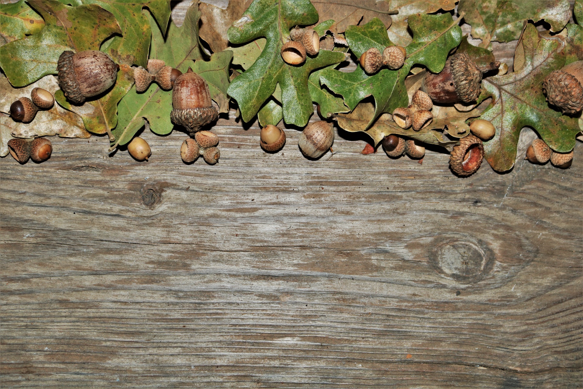 Close-up of acorns and oak leaves framing the top of a wood background, with room for text.