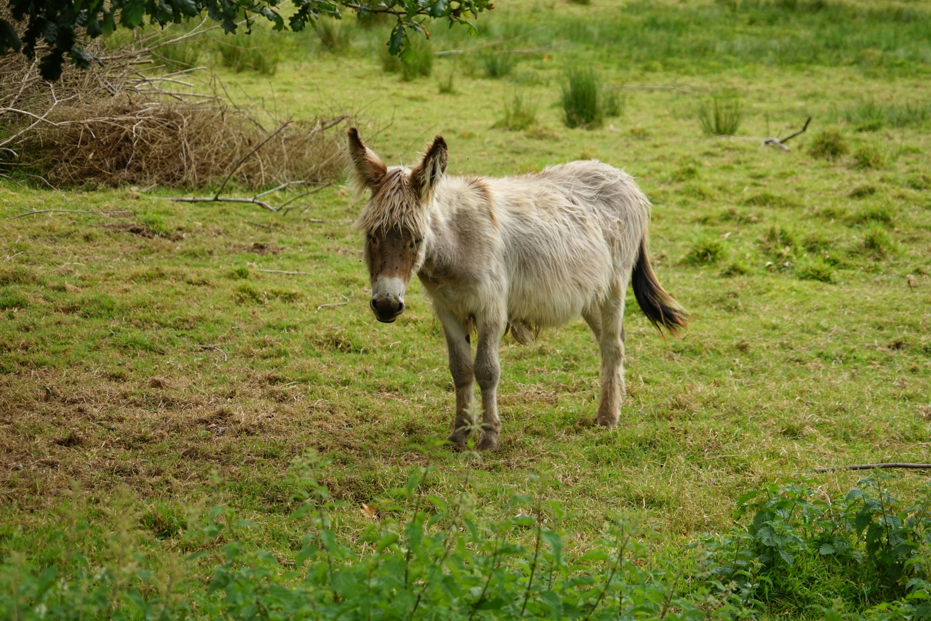 Donkey breed of Poitou