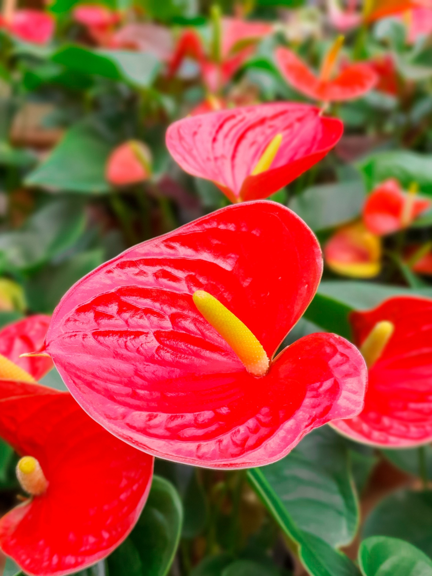Red laceleaf flowers