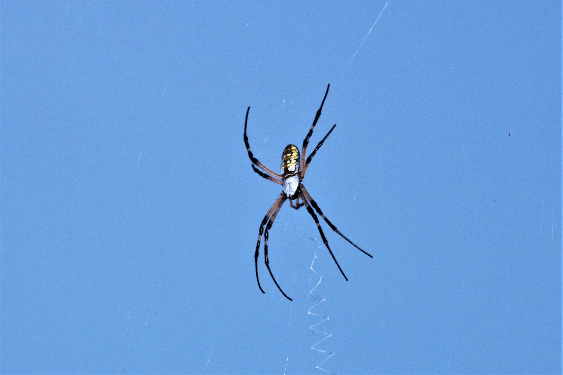 Argiope Spider Against Blue Sky
