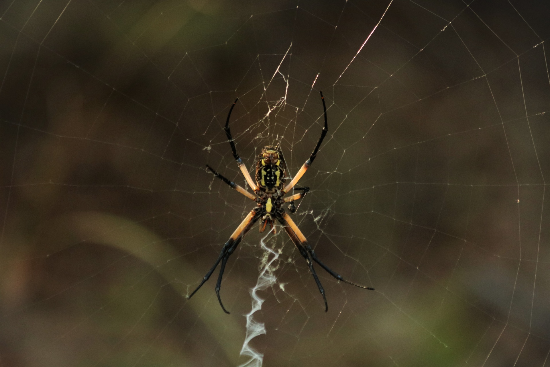 Argiope Spider In Web Close-up