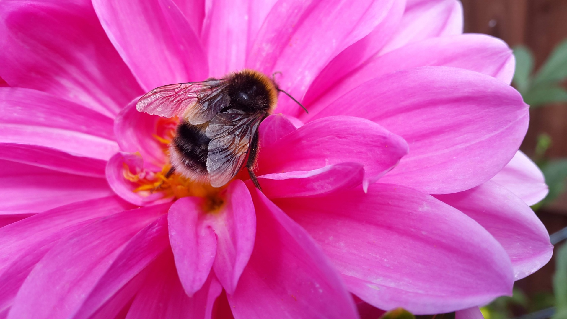 Bee Collecting Pollen