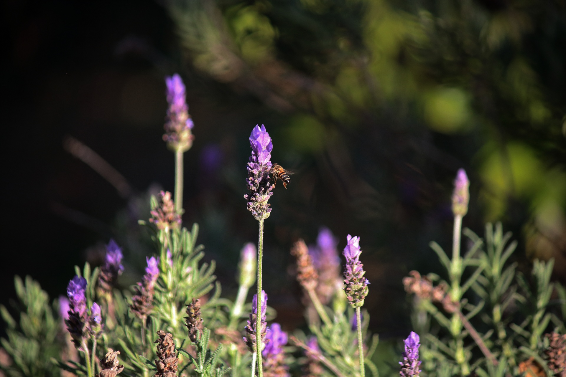 Bee On Purple Lavender Flower
