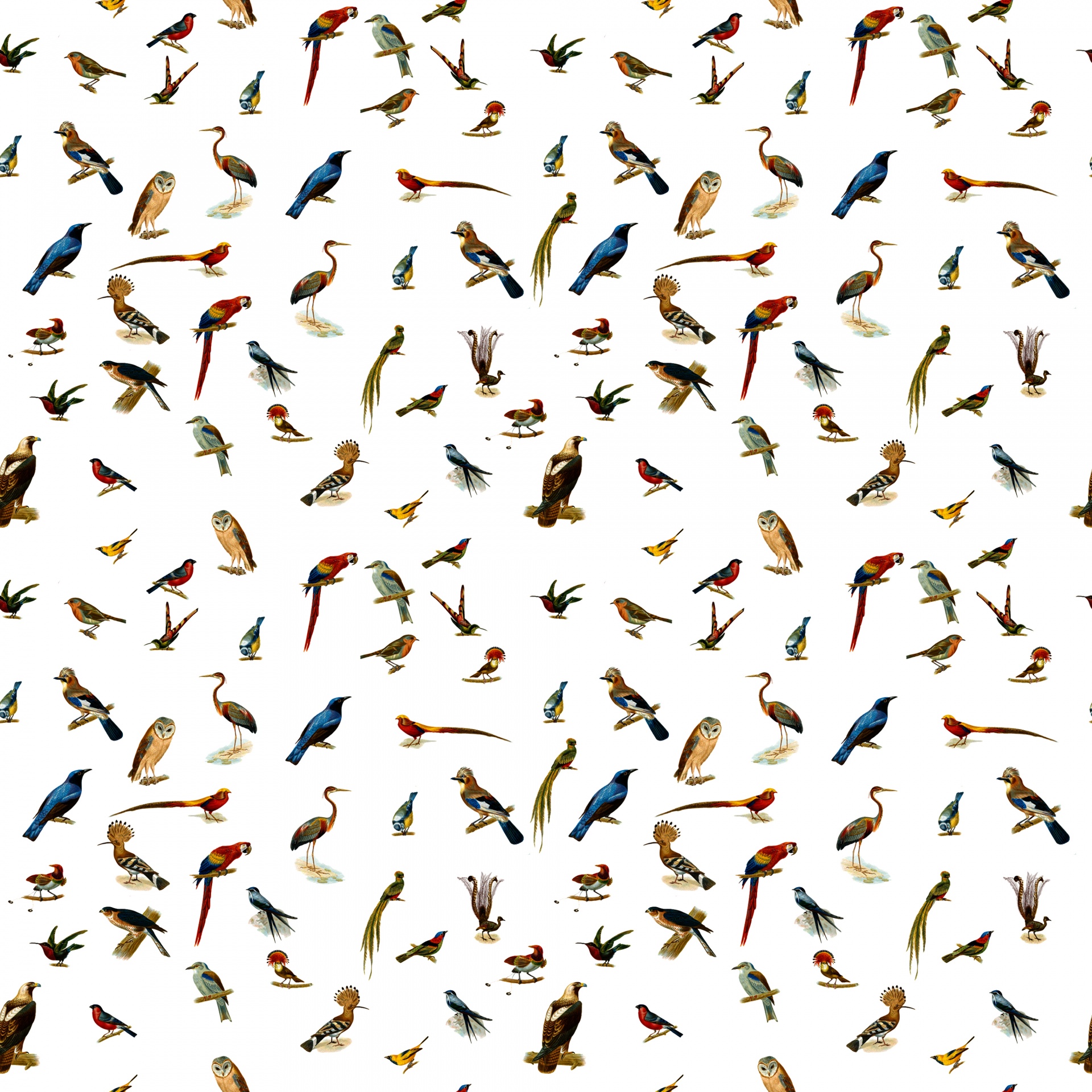 Vintage drawings of various species of birds seamless background wallpaper pattern
