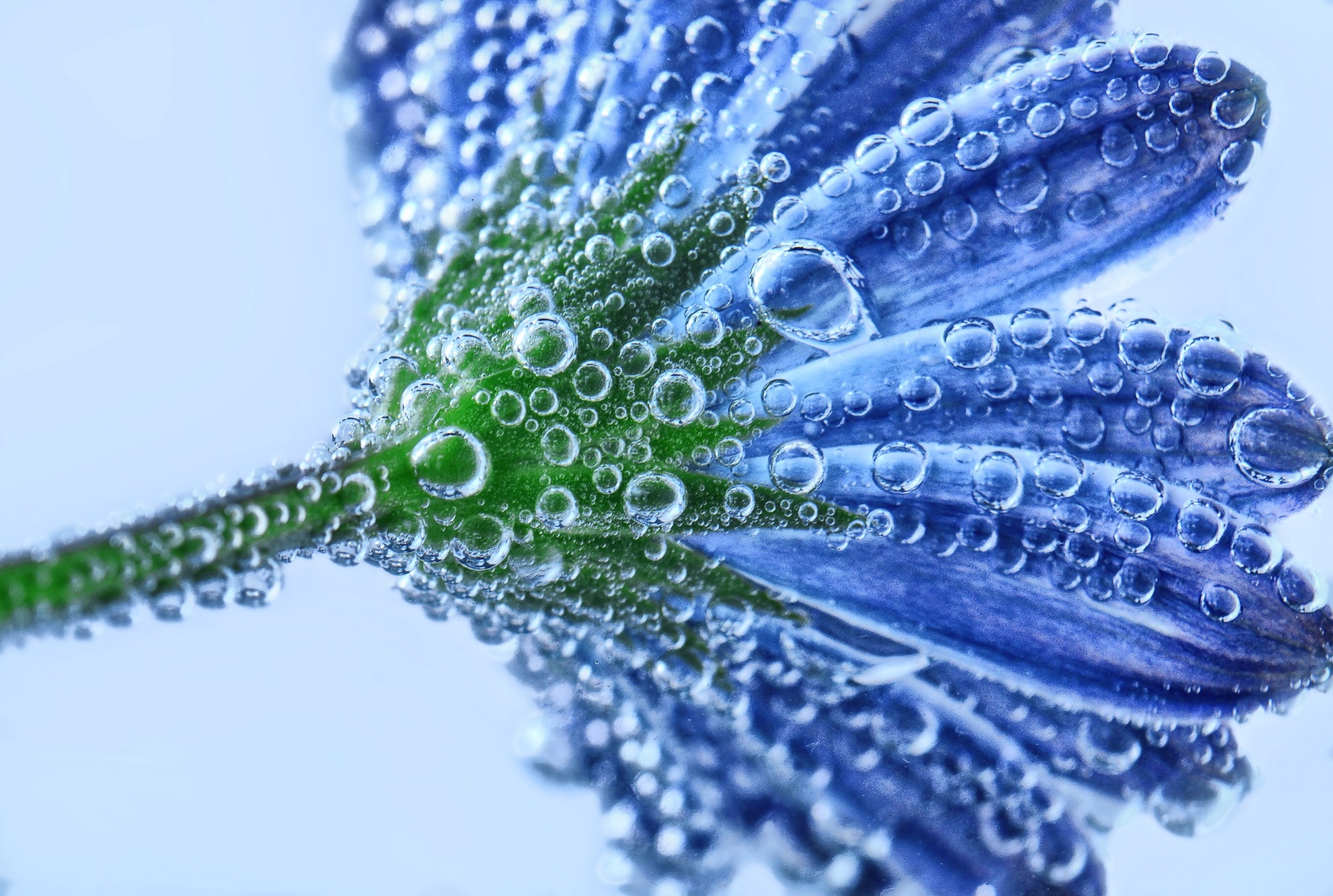 Flower flower water drop blue macro raindrop close wildflower cut flower Abstract surreal detail flower petals colors colorful water nature plant beaded background