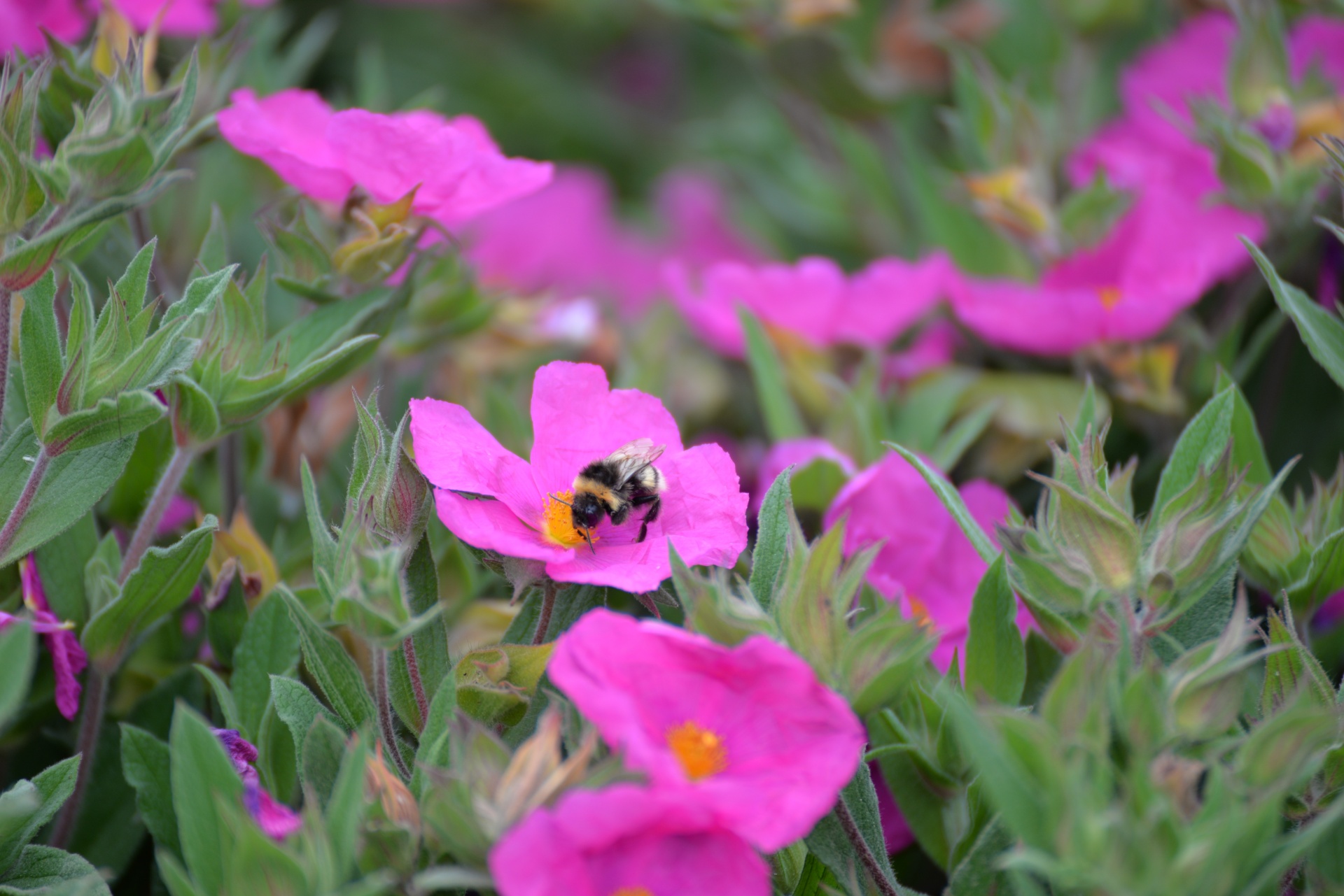 Bumblebee pollinating a flower