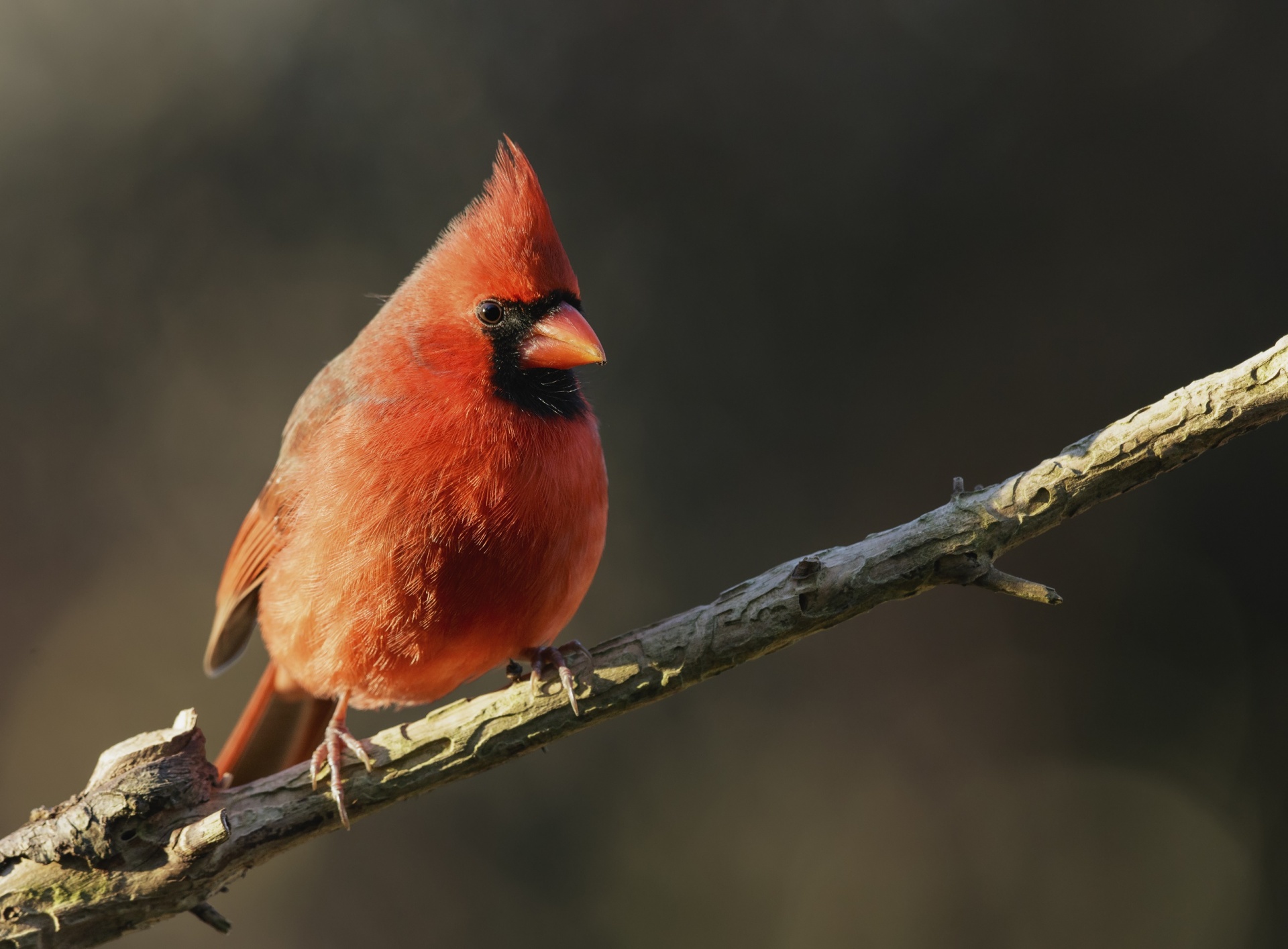 Cardinal Perched on a Branch