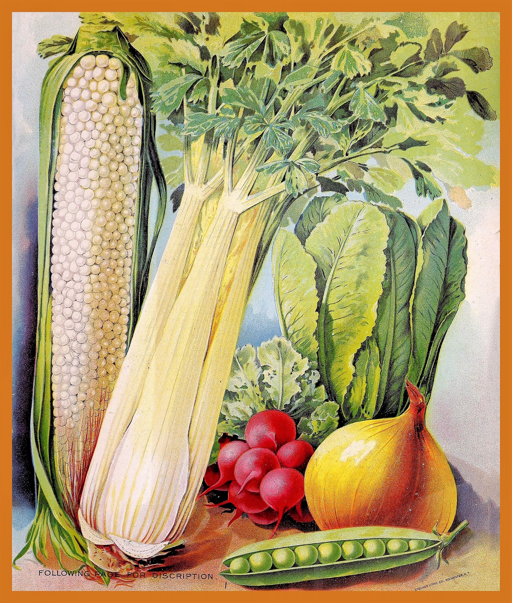 Vintage Seed Catalog 12