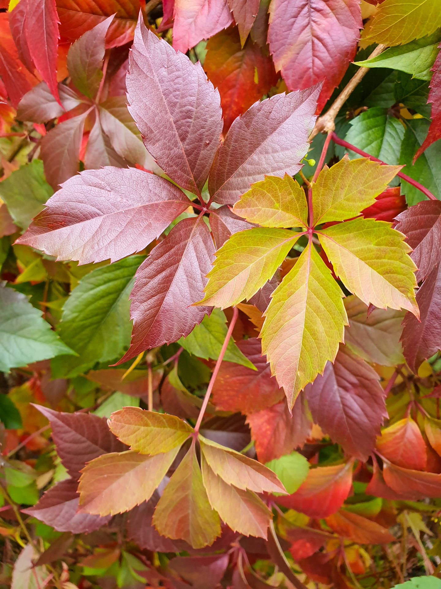Colorful fall leaves foliage