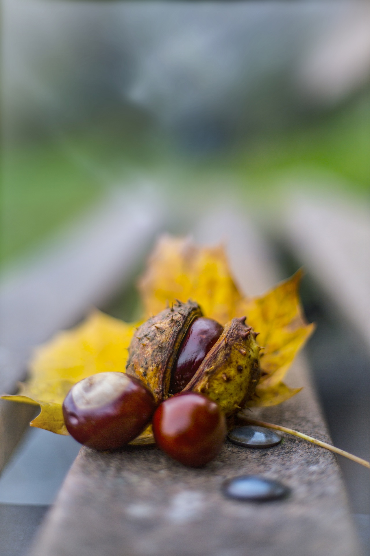 Conkers And Chestnut Leaves