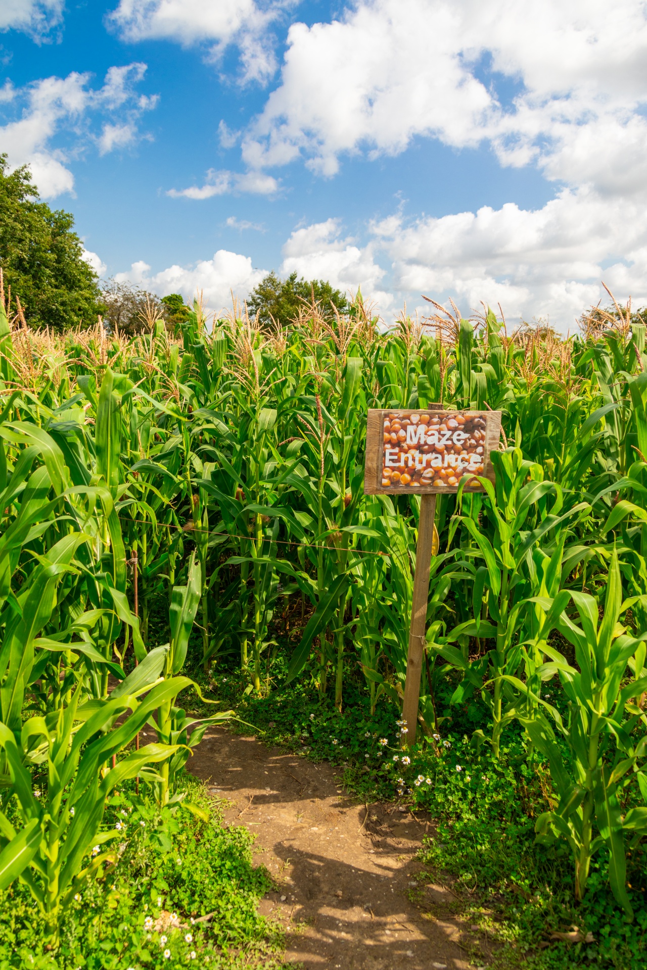 Entrance to a corn maze
