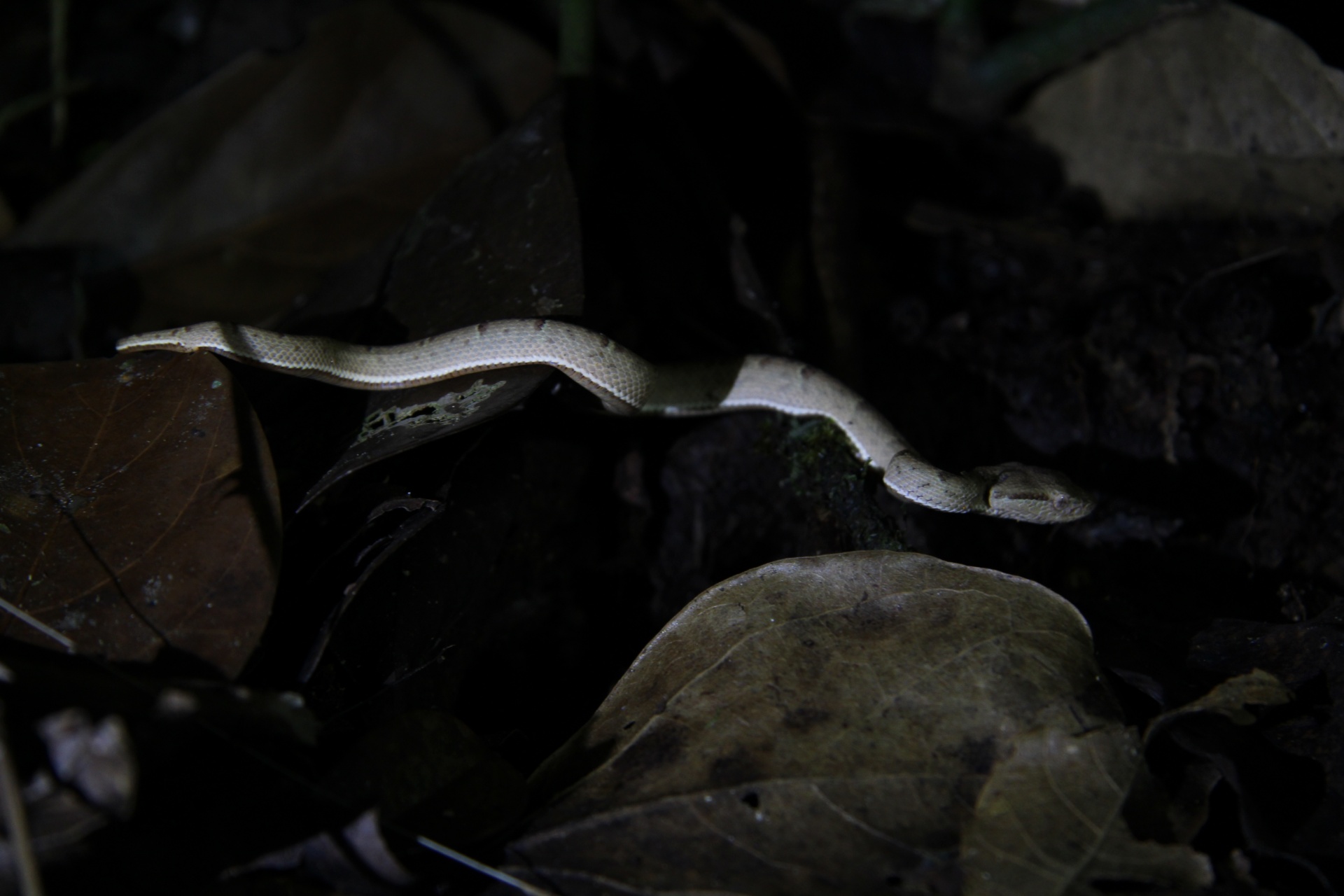 Costa Rica Snake